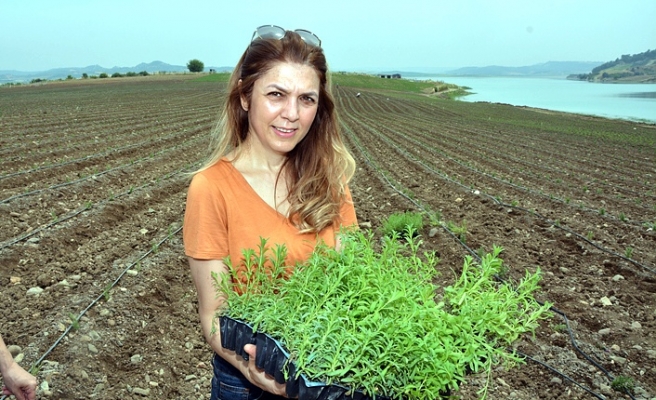 Adana Lavanta kokacak